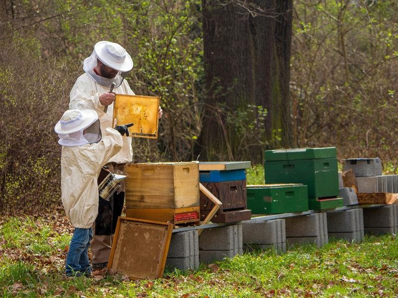 Apicoltori e giovani apicoltori